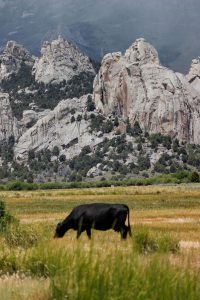 Cow grazing in pasture at Castle Rocks State Park