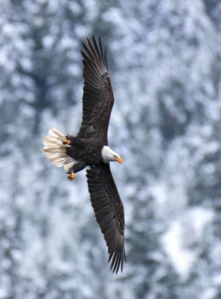 Bald Eagle
