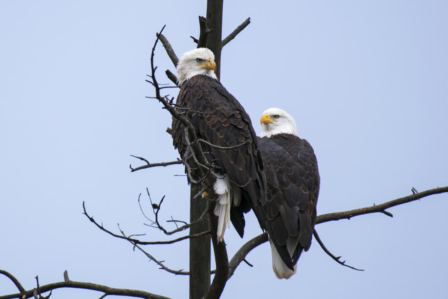 Bald Eagle Habitat Hunt