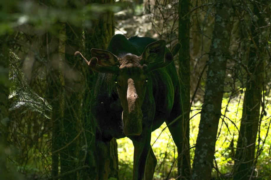 Bull Moose in the Woods along Skyline Drive