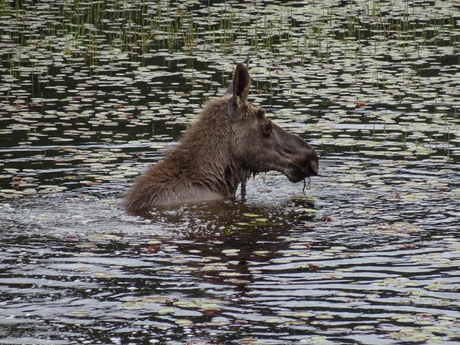 Moose out for a swim