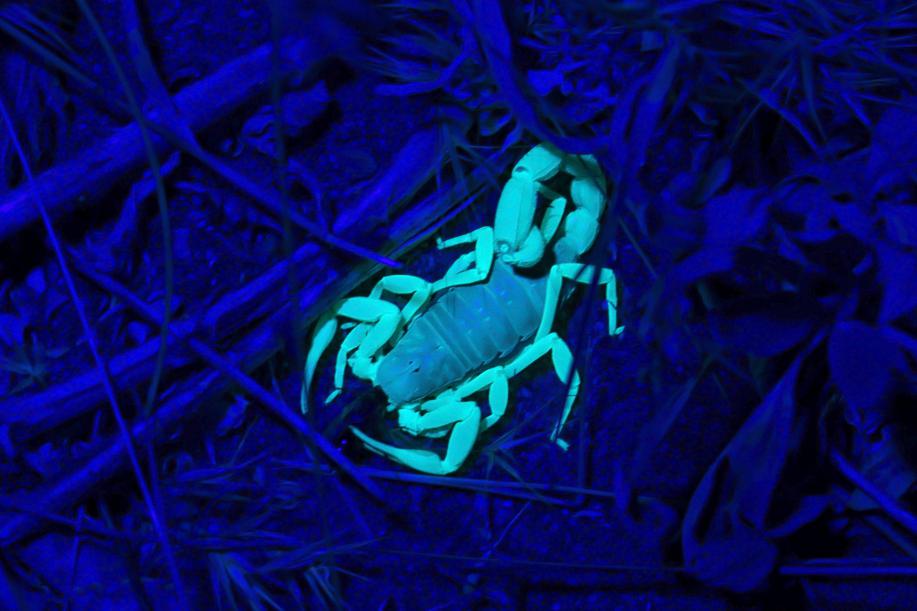Scorpion lit with a black light on a guided walk