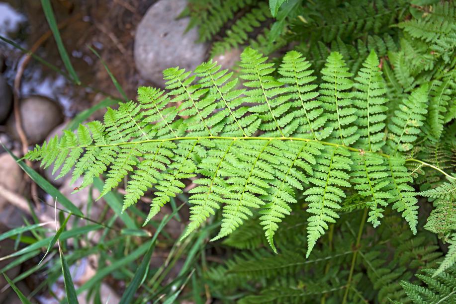 Wood Fern along park trails