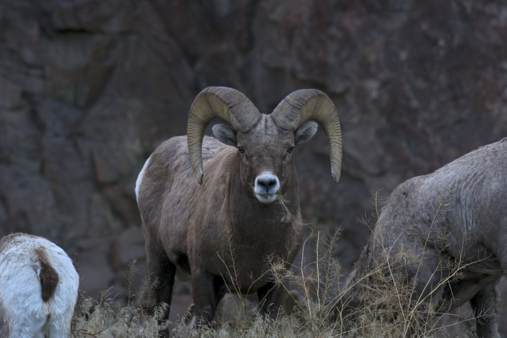 Image of big horned sheep staring directly at the camera