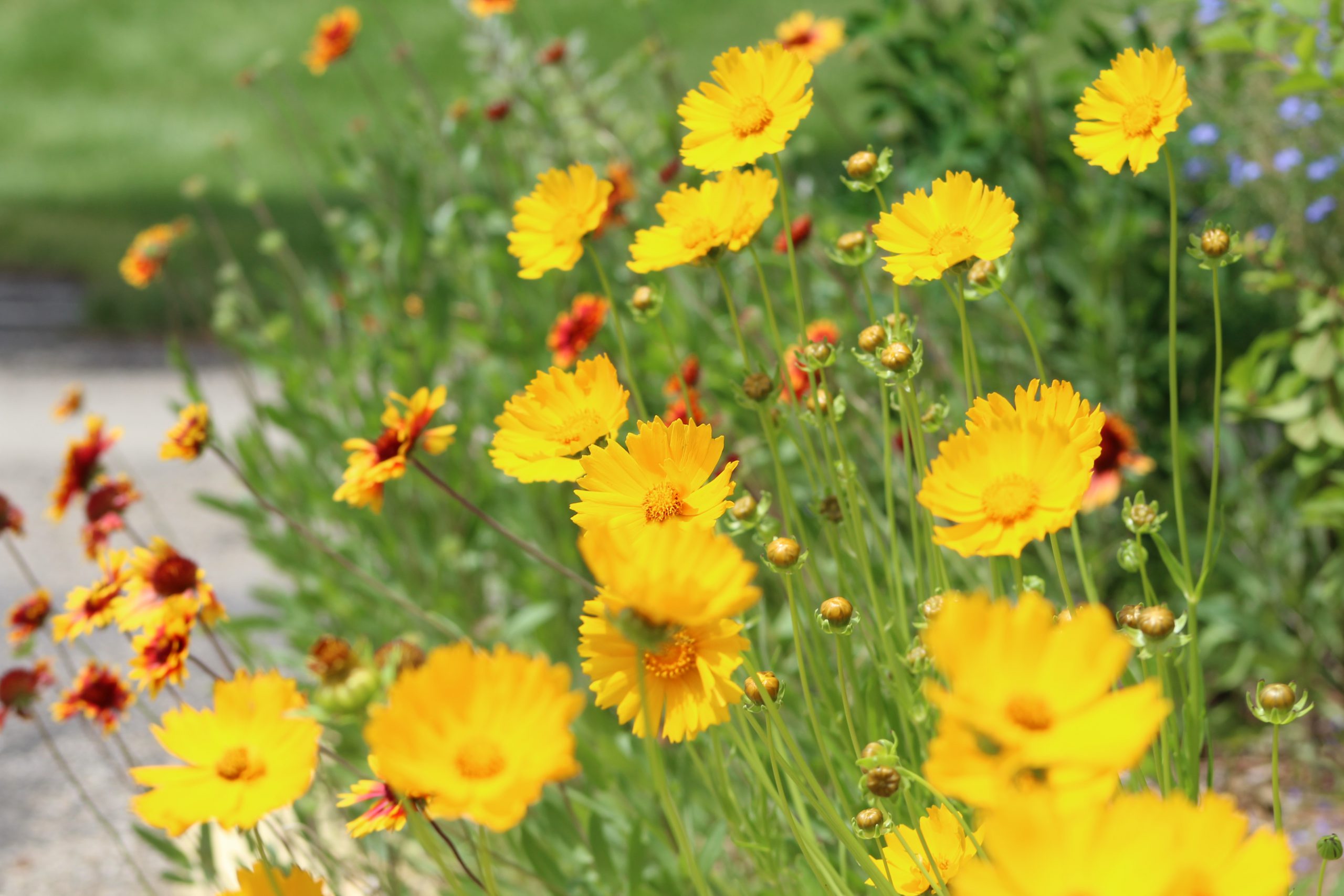 yellow wildflowers