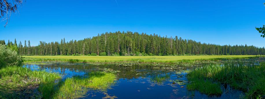 Meadow Marsh