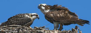 Ospreys in nest