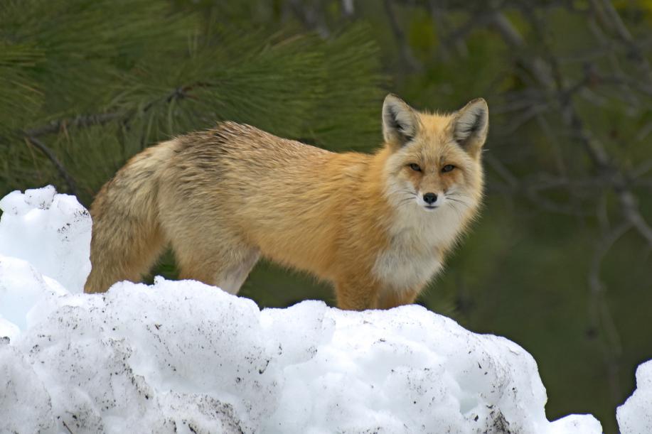Red Fox at Ponderosa
