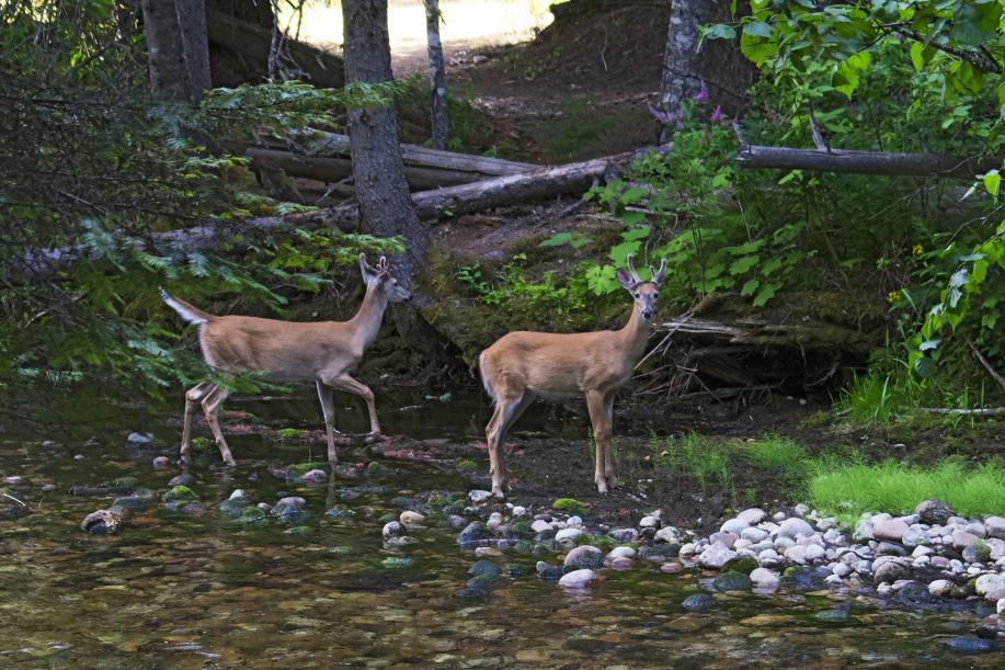 White-tailed deer sighted along the park nature trail