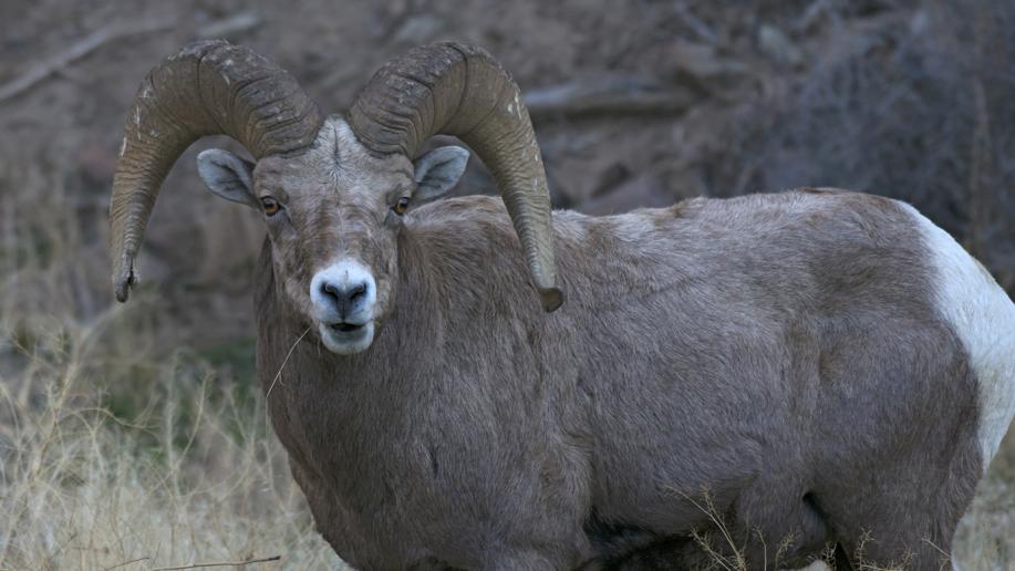 Bighorn Sheep