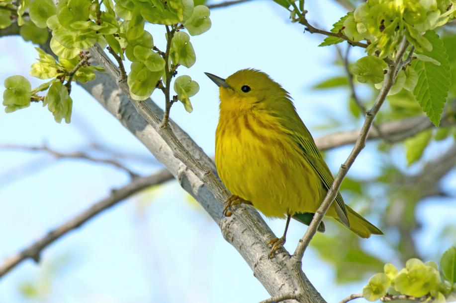 Yellow Warbler recorded on 2019 park Bioblitz