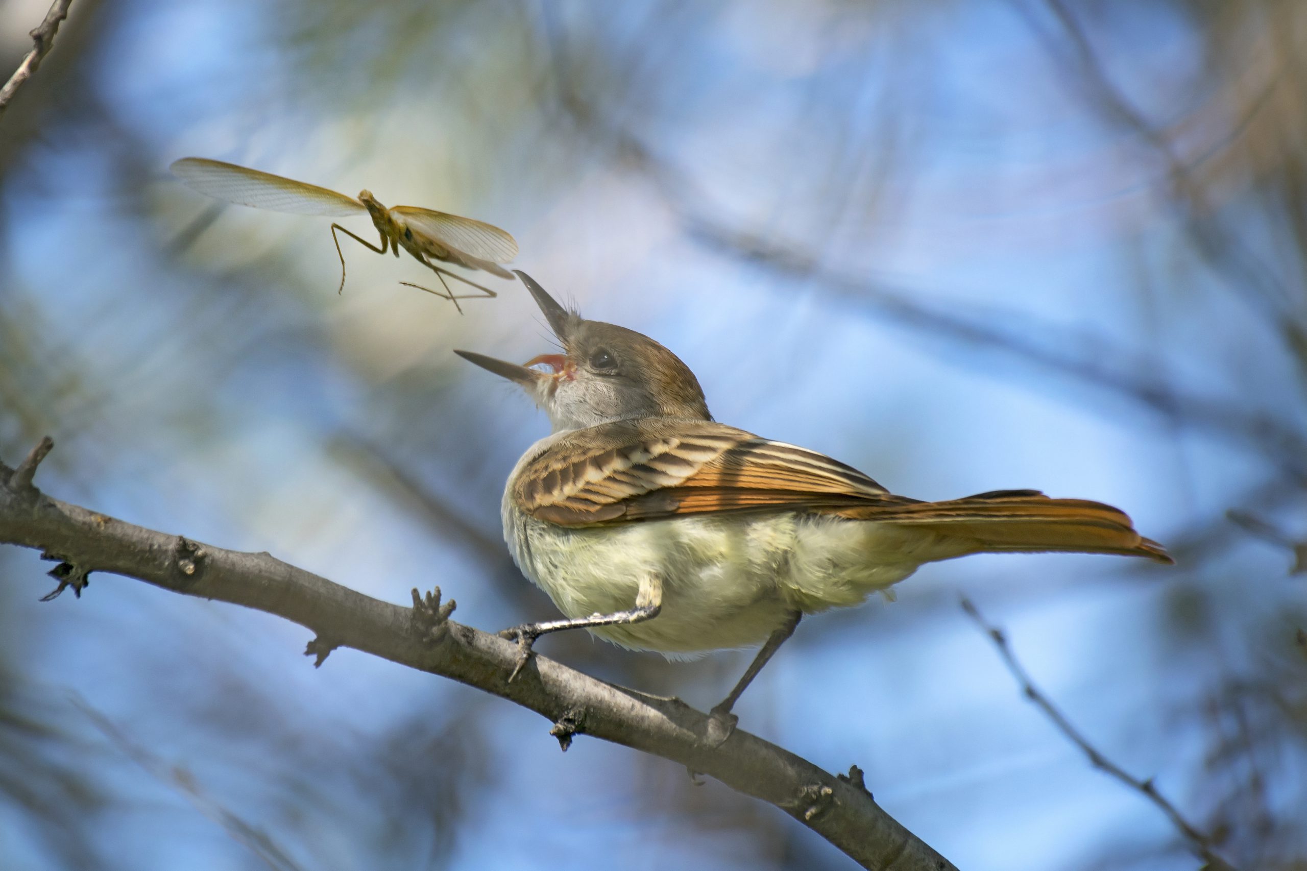 Ash-Throated Flycatcher at Three Island Crossing