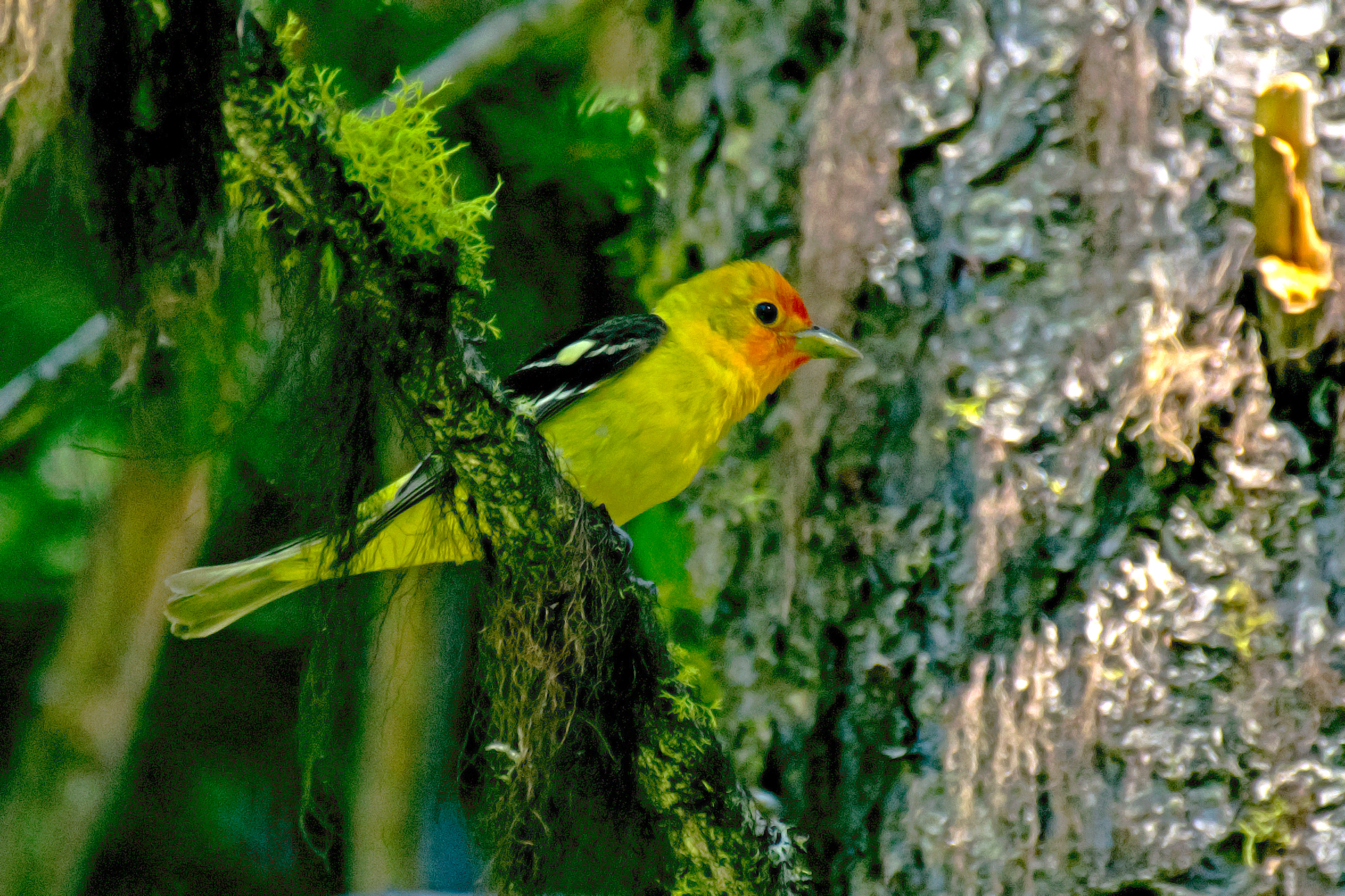 Western Tanager at Ponderosa