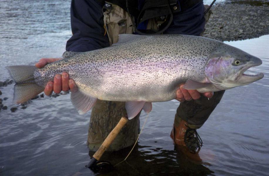 Catch your prize fish