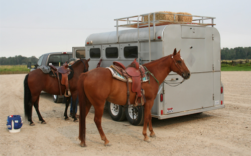horses with trailer