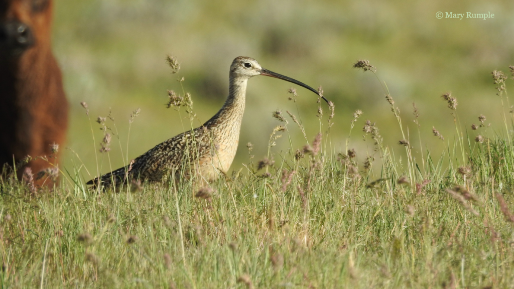 long billed curlew
