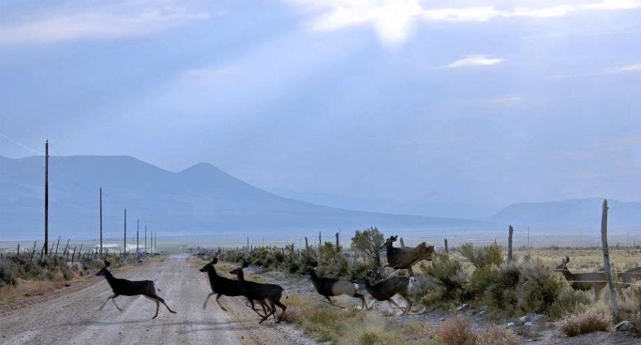 Wildlife Visitors