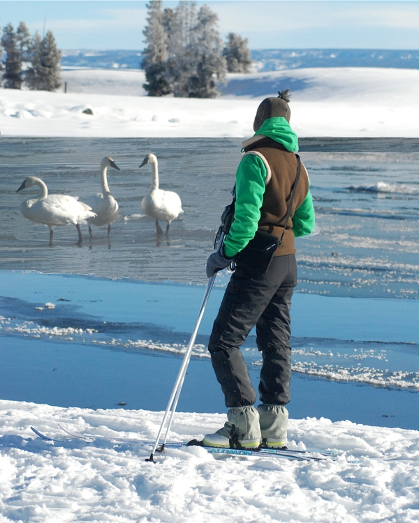 swans and person near water and snow