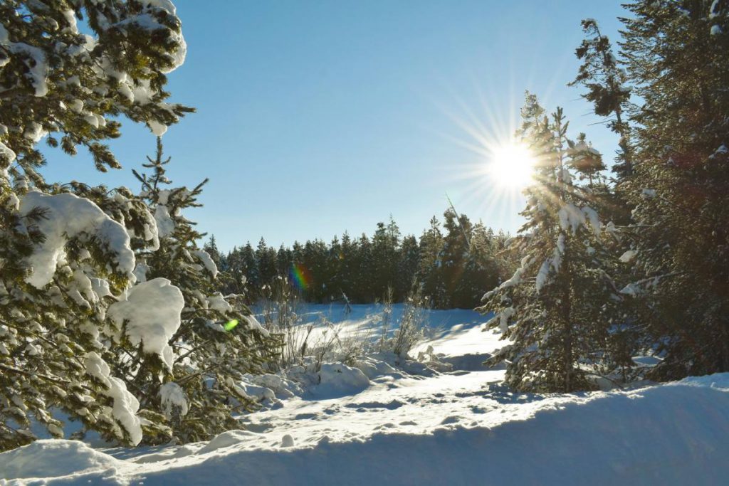 snow and trees