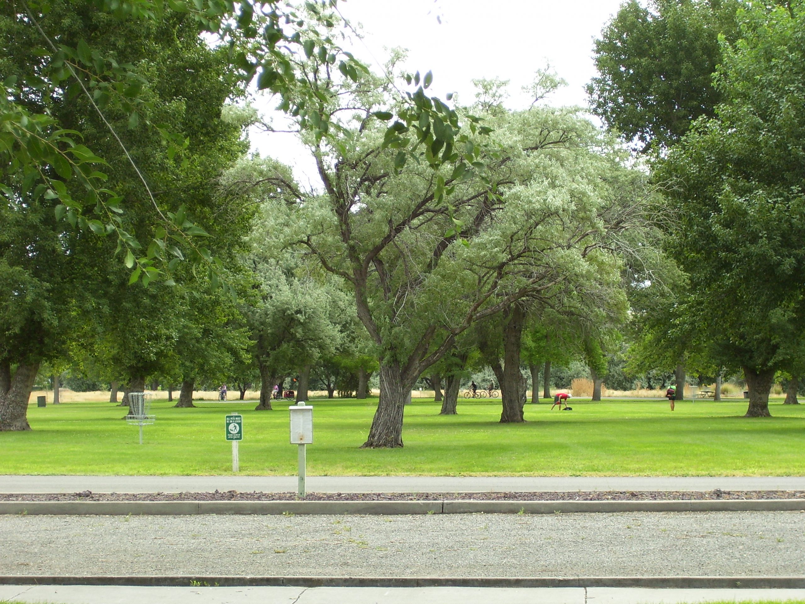Disc Golf