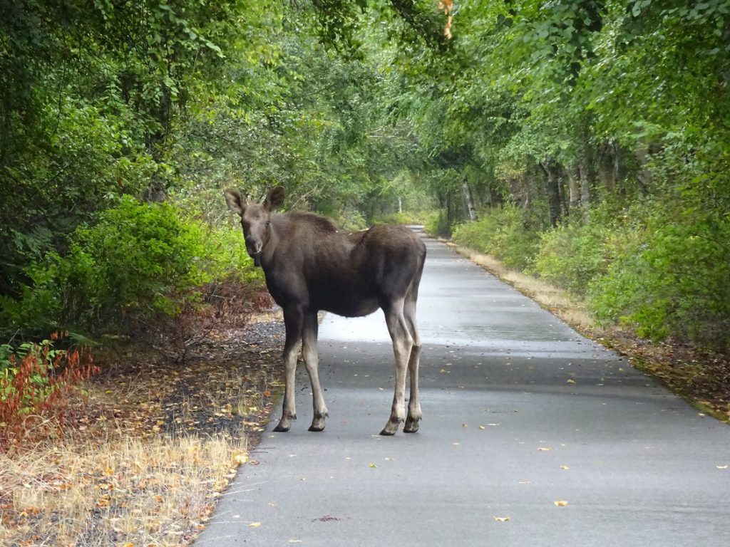 moose on paved path