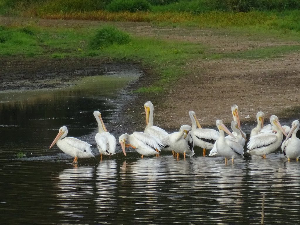 birds in water